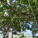 동호솔숲 이미지