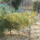 황금조농장 이미지