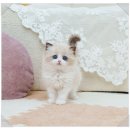 러빙펫 강아지분양 배곧본점 | 배곧렉돌분양 후기 – 딸에게 특별한 첫 반려묘를 선물하다