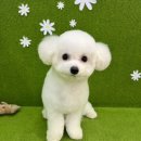 뽀짝뽀짝 애견 미용실 이미지