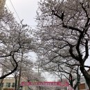 2025제주벚꽃축제 전농로 왕벚꽃축제 후기