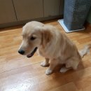 애틋하개 이미지