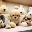 샵펫 강아지분양 울산점 이미지