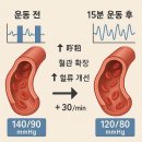 DL Motors 노동조합 | 직장인을 위한 점심시간 15분 혈관 건강 운동법: 사무실에서 혈관나이 10년 되돌리는 과학적 방법