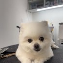 아름답개 이미지