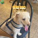 댕과댕빵 이미지