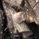 산속 농부의 참나무표고버섯 재배- 버섯발생 작업 이미지