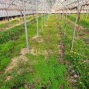 일비농장 이미지