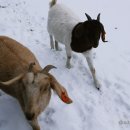 청성2목장 이미지