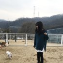 DaDogDaDog 애견카페 이미지