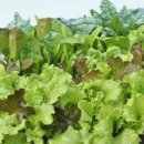 (봄맞이) 홈가드닝 이미지