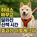퍼피런 | 하네스 바꾸고 달라진 산책 시간, 효과가 이렇게 크다!