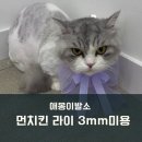 냥이 이발소 이미지