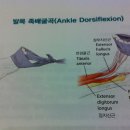 Re:＜발 운동＞발목 족배굴곡운동 이미지