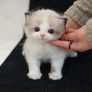 통영고려병원 | 통영고양이분양 신뢰가 기반인 곳