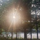 인셀덤 미소대리점