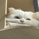 탁묘일기 1(고양이키우기전필수지식, 초보집사 필독)
