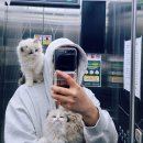 마마캐터리 이미지