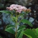 창포 목장 이미지