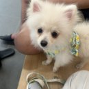 TL 애견미용실 | 대구 달서구 애견 미용 내돈내산 후기[훈훈 반려견 미용실]