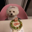 댕과댕빵 이미지