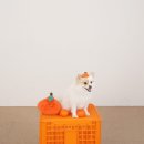 러브 애견 | 제주도 셀프 사진관 추천 성산 러브레시피 스튜디오 촬영 후기(애견동반 가능, 비용 및 예약, 셀프 이용...