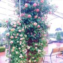 기차마을 장미공원 이미지