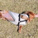 하늘켄넬 이미지