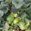 한길농부 농장 이미지