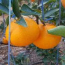 솔봄농장 이미지