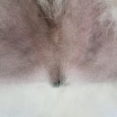 서산동물병원 이미지