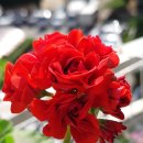 스타로프 이미지