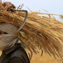 파키스탄은 식량 불안 속에서 기록적인 밀 수확을 보고한다 이미지