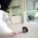 우아퍼피 이미지