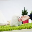 송현동 강아지 이미지