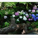 카오카오 이미지