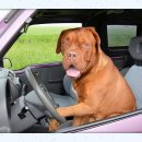 어디가렌트카 이미지