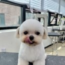 강아지미용실 정독 이미지