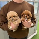 앨리스코리아켄넬 | 2026년 부산말티푸분양 트렌드와 입양 주의점 (with 부산강아지분양 앨리스코리아켄넬)