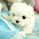 퍼피코리아 네이버블로그