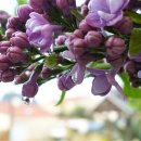 사랑문구 이미지