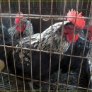 삼례시장 이미지