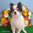 다정한 개아빠 이미지