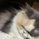 고양이사랑채 | [명동] 고양이 카페 사랑채 방문 후기