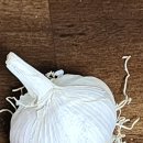 싱싱마늘 | 싱싱보따리 햇마늘 체험 후기 |마늘장아찌 만들었어요