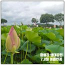 황룡강변2 | 장성 황룡강 생태공원 여름 연꽃 실시간 남도 여행지 코스
