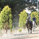 해맞이승마클럽 이미지