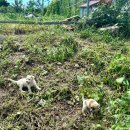 영암흑염소 | 영암 삼호 맛집 직접 키운 흑염소 보양식 고흥식당