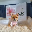 아담스펫살롱 이미지