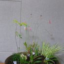 꽃그릇표 화분과 야생화 이미지